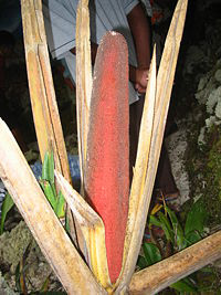 Papua Red Fruit / Buah Merah Papua