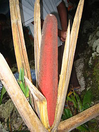 Red Fruit of Papua (Buah Merah Papua): Cures AIDS and Cancer?